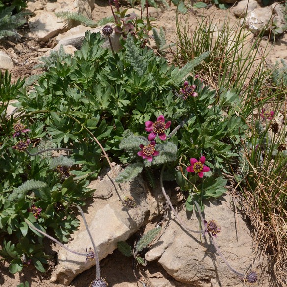 AnemTeto_flhab_Rendv_8.6.18_1_Q2_crp_5x5_180