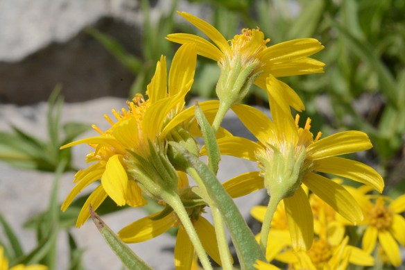 ArniLong_flCU_Rendv_8.6.18_1_Q1_5x3_180