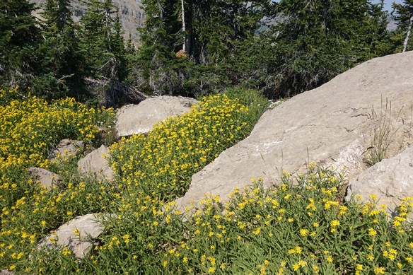 ArniLong_habfl_Rendv_8.11.18_1_Q1_5x3_180