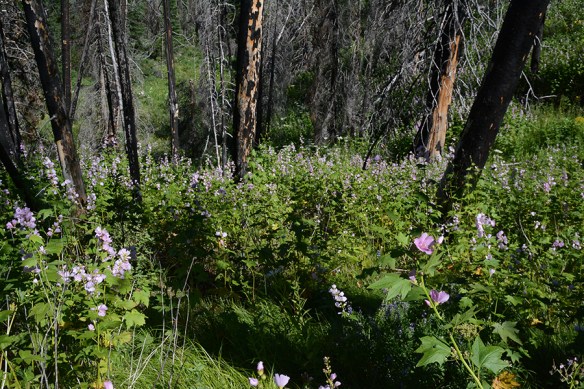 BTNF_PalmCanTr_Burn_IlliRivu_7_7.13.18_Q2_5x3_180