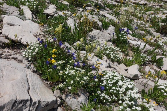 BTNF_Rendv_vwRockSpLp_flmix_GEntCaly_LeptNutt_8.11.18_2a_Q1