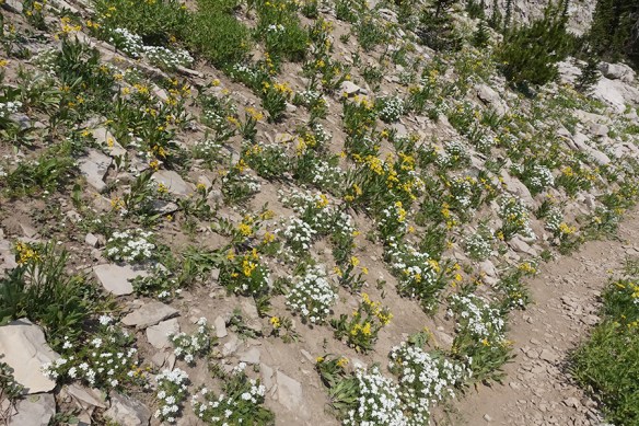 BTNF_Rendv_vwRockSpLp_SeneCras_LeptNutt_8.11.18_1_Q1_fix_5x3_180