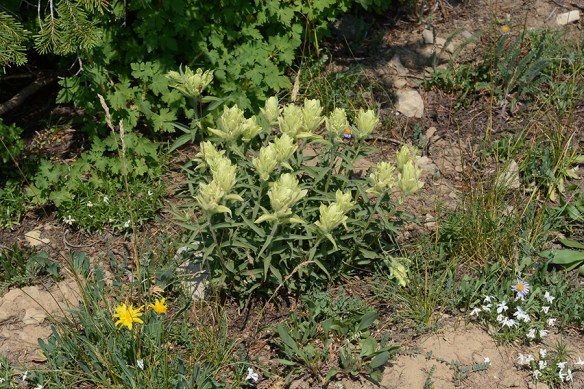 CastSulf_habfr_Rendv_8.11.18_1_Q2_5x3_180