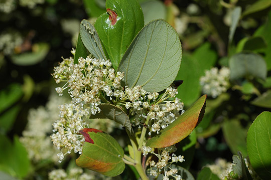 CeonVelu_fllfCU__StrLk_71105_2_3x1_180