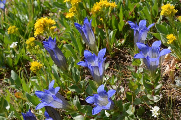 GentCaly_flhab_Rendv_8.6.18_1_Q2_5x3_180