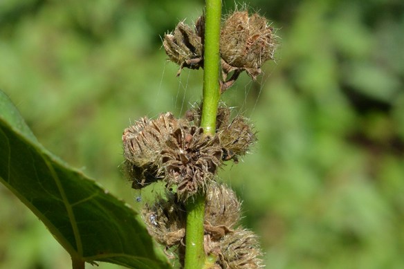 IlliRivu_frsSt_LeiLk_91213_2aCrpsm