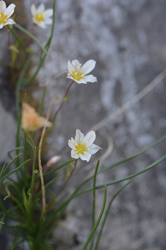 LloySero_fllf_GTarg_8.1.17_2_3x5_180