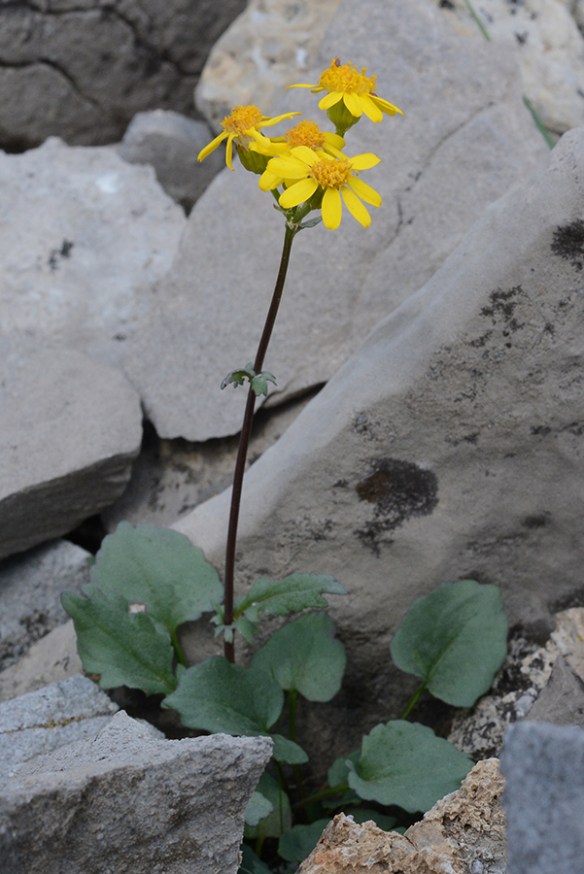 PackDimo_flhab_Rendv_8.6.18_1_Q1_3x5_180