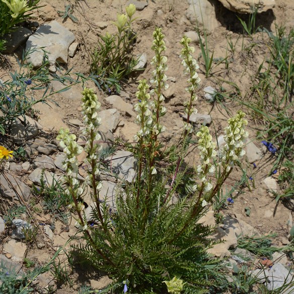 PediCont_flhab_Rendv_8.6.18_3a_Q2_5x5_180