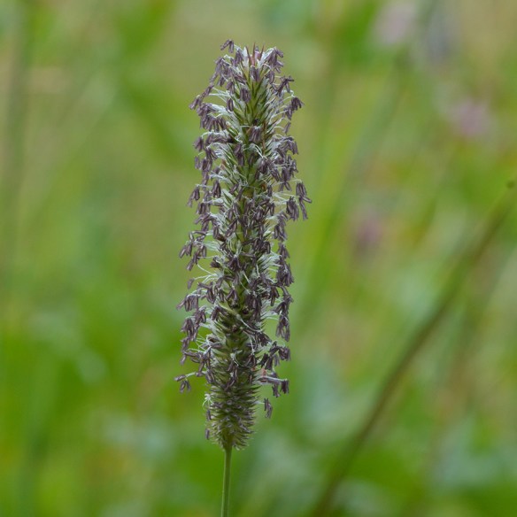 PhlePrat_fl_2OL_8714_3_5x5_180