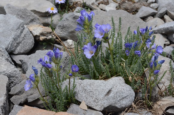 PoleVisc_flhab_hand_Rendv_8.6.18_1_Q1_5x3_180