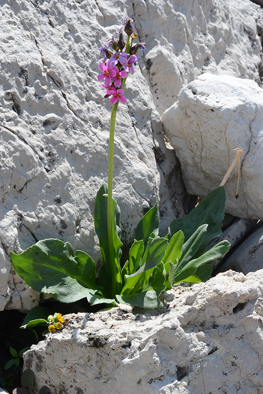 PrimParr_habfl_Rendv_8.6.18_1_Q2_crp_3x5_180