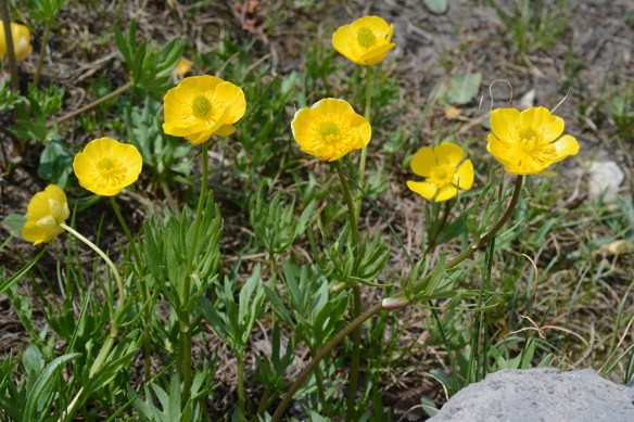 RanuAdoe_flhab_Rendv_8.6.18_1a_Q1_5x3_180