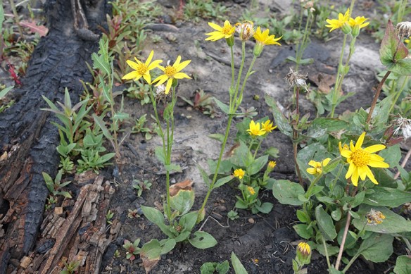 RkPkwy_Burn_ArniXdive_8.2.18_2_s_Q2_crp_%x3_180