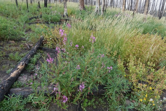 RkPkwy_Burn_For_flwMix_Epil_Cala_8.2.18_1_s_Q2_5x3_250