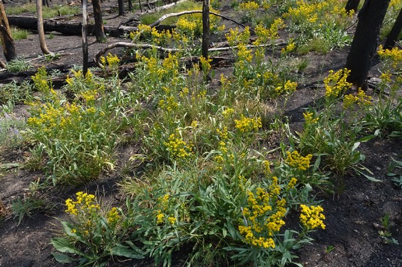 RkPkwy_Burn_GrsLkRd_SoliMiss_8.2.18_2_s_Q1_5x3_180