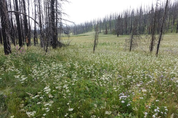 RkPkwy_Burn_PeriMont_8.2.18_5a_s_Q2_5x3_180