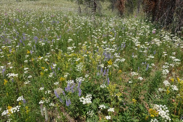 RkPkwy_Burn_PeriMont_vw1_8.2.18_2_s_Q1_5x3_180