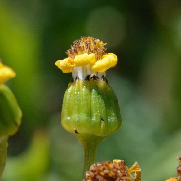 SeneCras_flCU_PassTr_71615_1_Q15x5_180_