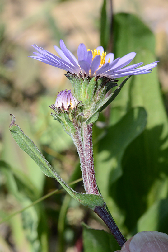 SympFoliApri_FlCU_RkSprLp_8.11.18_1b_Q1_crp_3x5_180