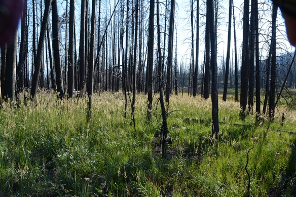 TNP17_Burn_CalaRube_8.17.17_2_Q2_5x3_180