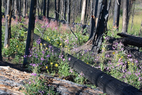 TNP17_Burn_Logs_EpilAngu_8.17.17_1_5x3_180