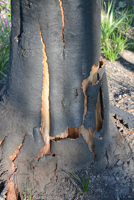 TNP17_Burn_split_bark_8.17.17_1_3x5_180