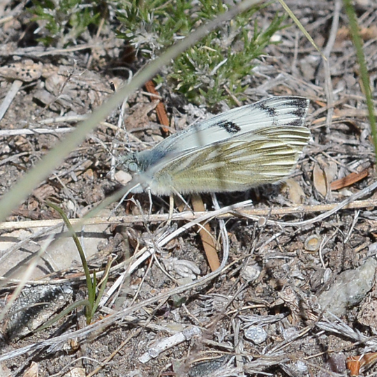 Ai_But_Clodius_BTBut_5.6.19_1_crp_3x3_180