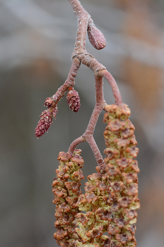 AlnuInca_flMfm_FallCrkRd_4.29.18_1_Q1_3x5_180