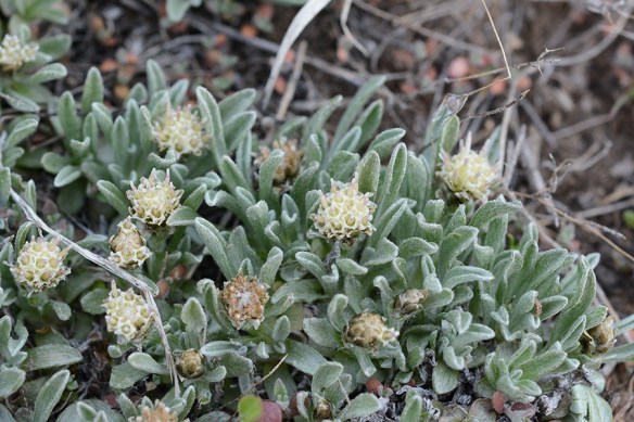 AnteDimo_flfm_lvs_KWmSp_5.4.19_1_Q2_crp_5x3_180