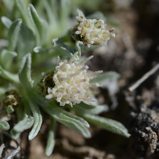 AnteDimo_flfmCU_KelWmSpr_4.28.18_3_Q1_crp_3x3_180