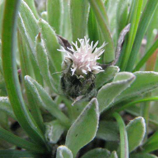 AnteDioe_flfm_JosieRidge_51911_crp_5x5_180