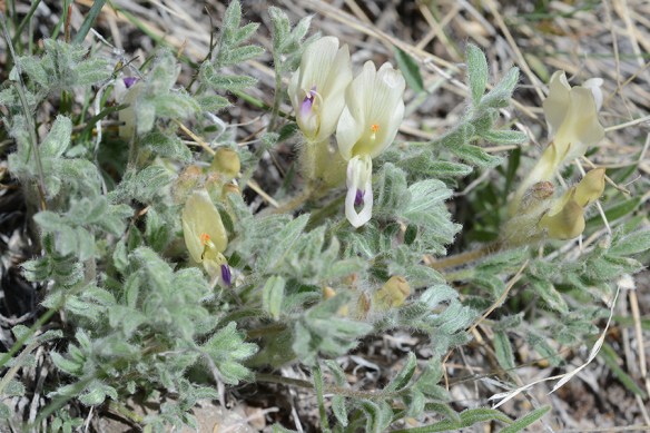 AstrPurs_flhab_BTBut_5.6.19_1_crp_5x3_180