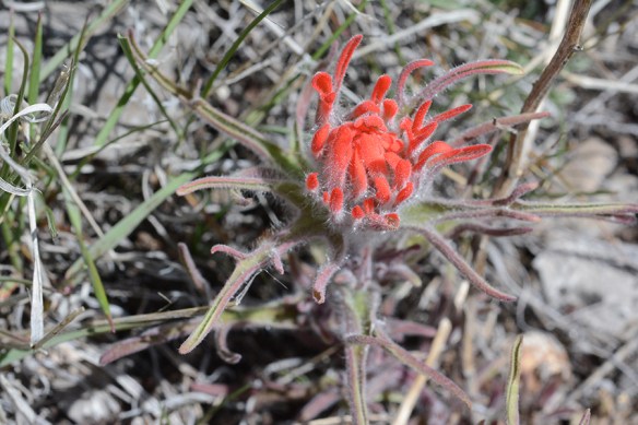 CastChro_bractsLvs_BTBut_5.6.19_1_5x3_180