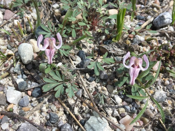 DiceUnif_habfl_PkRd_4.23.19_crp_5x3_180ip