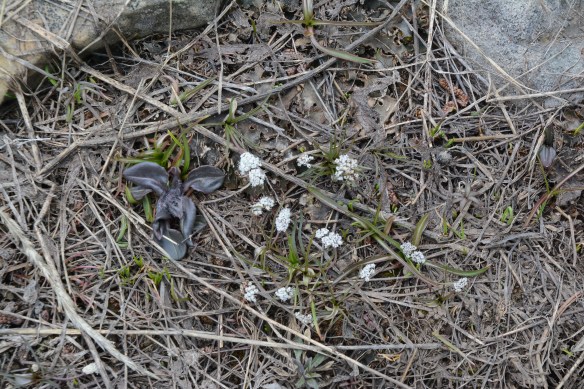 OrogLine_habfl_RkCrk_5.2.19