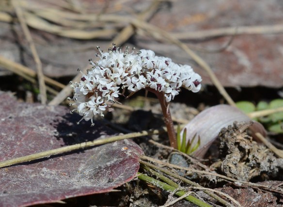 OrogLini_fl_Elkscat_MuriRch_4.21.18_3_crp_5x3.5_180