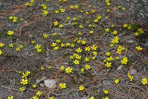 RanGlab_hab_TNPPacCrkJct_42714_3_q2_5x3_180