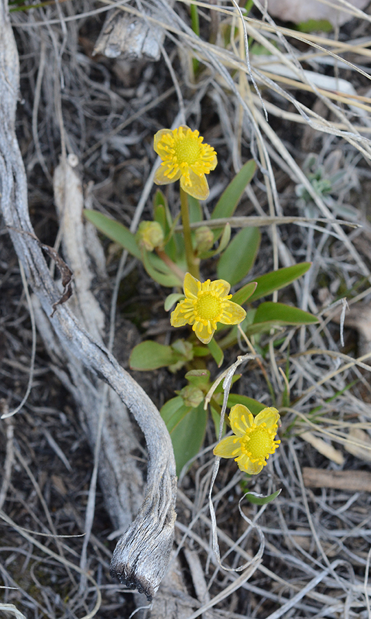 RanuGlabcf_flhab3_nopetals_BTBut_5.6.19_1_Q2_crp_3x5_180