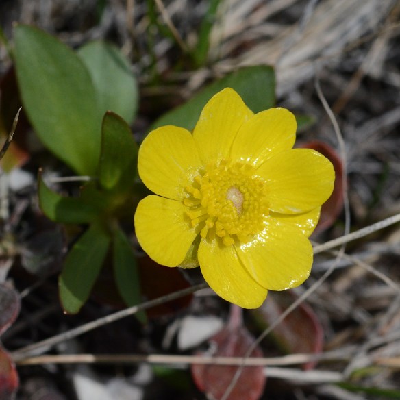 RanuGlabcf_flhab_BTBut_5.6.19_1_crp_5x5_180