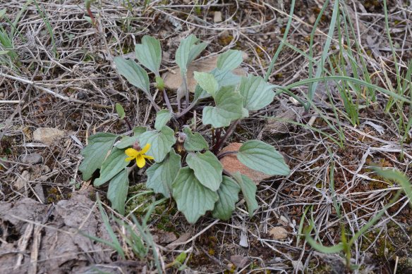 ViolPurp_habfl_RkCrk_5.2.19_1_crp_5x5_180