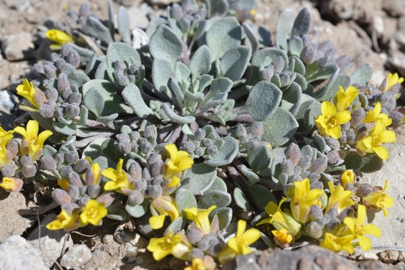 WyPl_PhysDidy_FlhabCU_Bt_3.22.15_1Q2_5x3_180