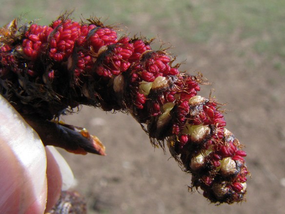 WyPl_PopuSp_BudMCU_AntFl_42415_6bQ2_crp_5x3_180