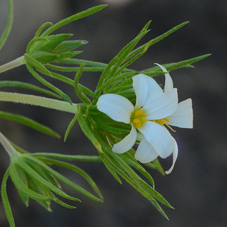 29.LeptNutt_lfflCU_SkiLktr_62815_1a_Q2_crpCU_1.5sq_300