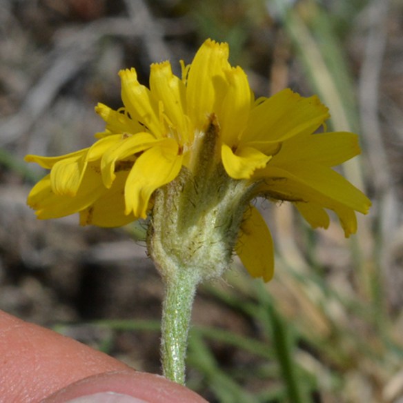 2b.CrepModo_fl_AntFl_52814_1crp180Q2_3x3