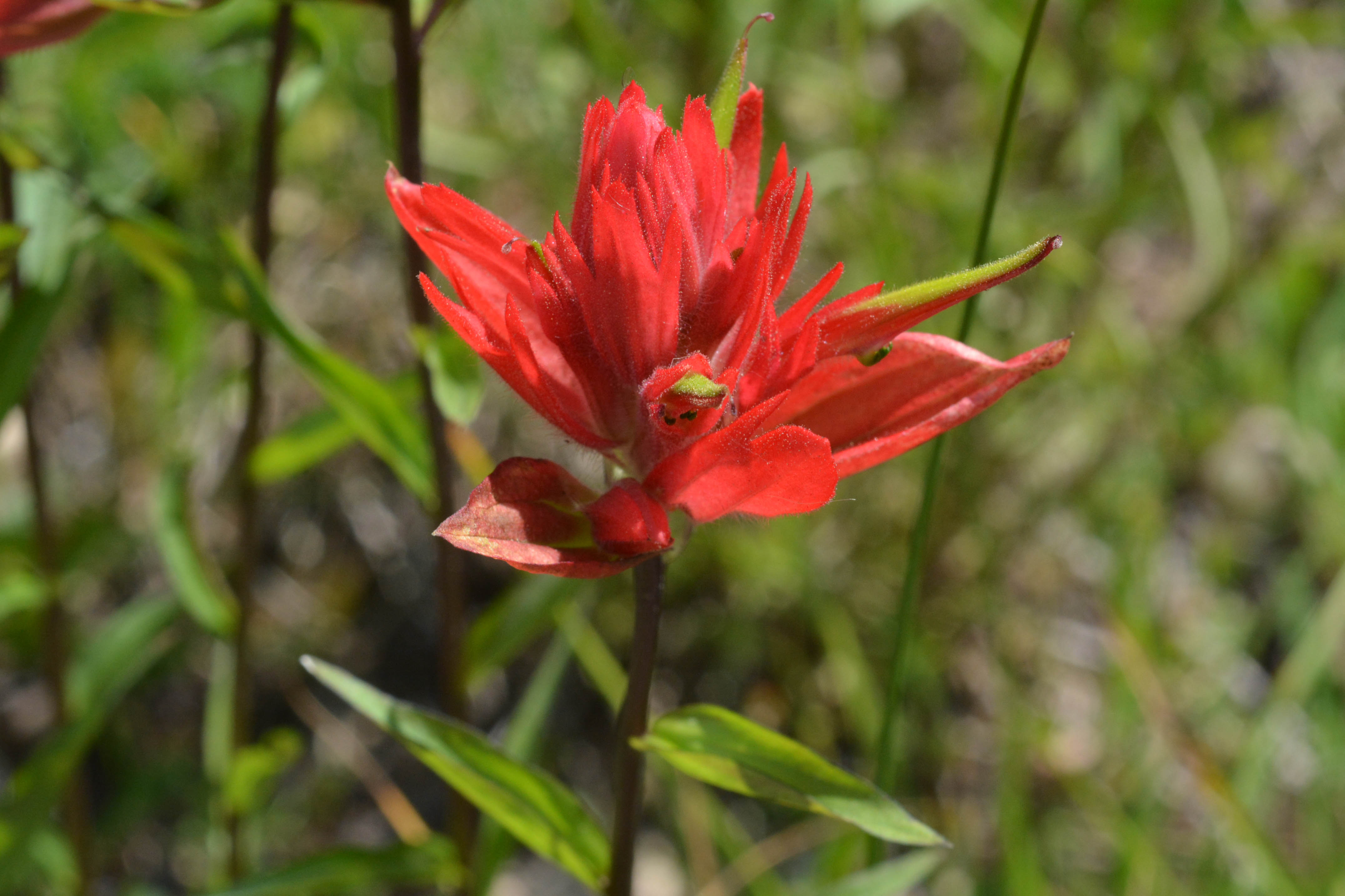 A_CastMini_fl_GoodLktr_7613_1Q2sm