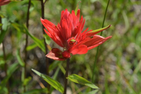 A_CastMini_fl_GoodLktr_7613_1Q2sm