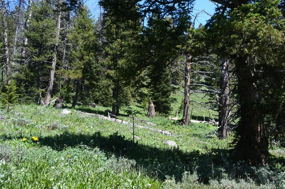 BTNF_SkiLkTr_vwDougFir_713.19_fix 5x3_180