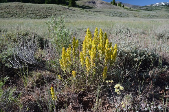 CastFlav_flhab_GVRd_7.11.19_1a_Q2_5x3_180