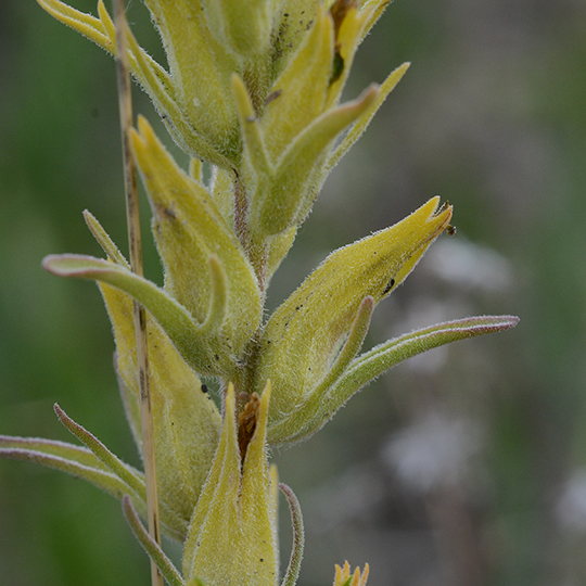 CastFlav_infl_bractCU_GVRd_7.10.19_1_Q1_crp_5x5_180